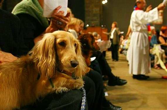 Blessing the Animals