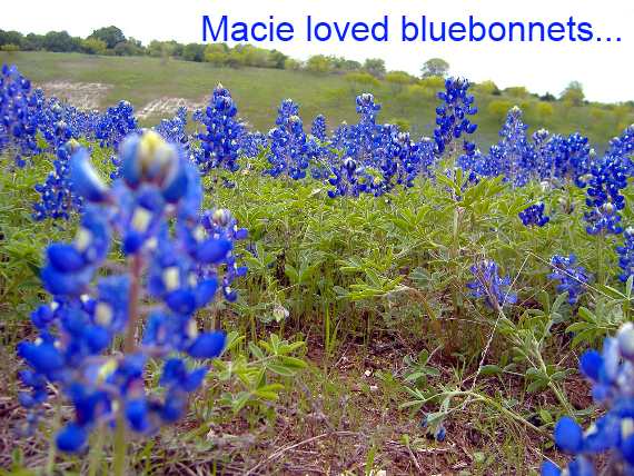 Bluebonnets in Texas