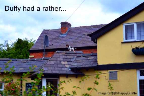 Dog on Roof