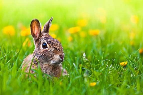 Easter Bunny in a Meadow