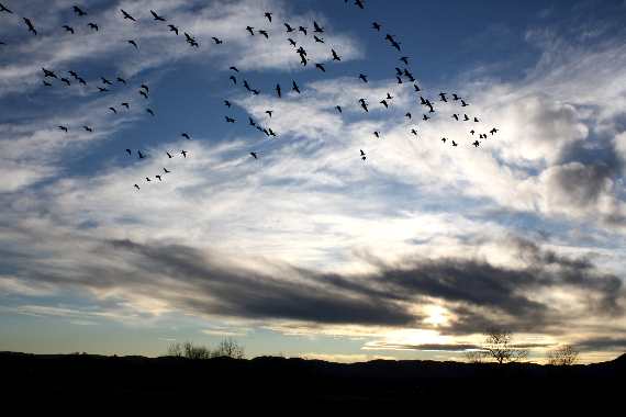 Flock of Birds in the Sky