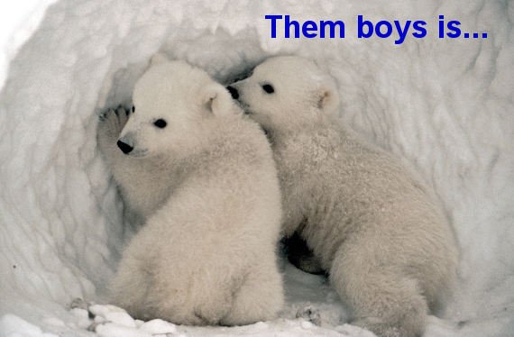 Polar Bears