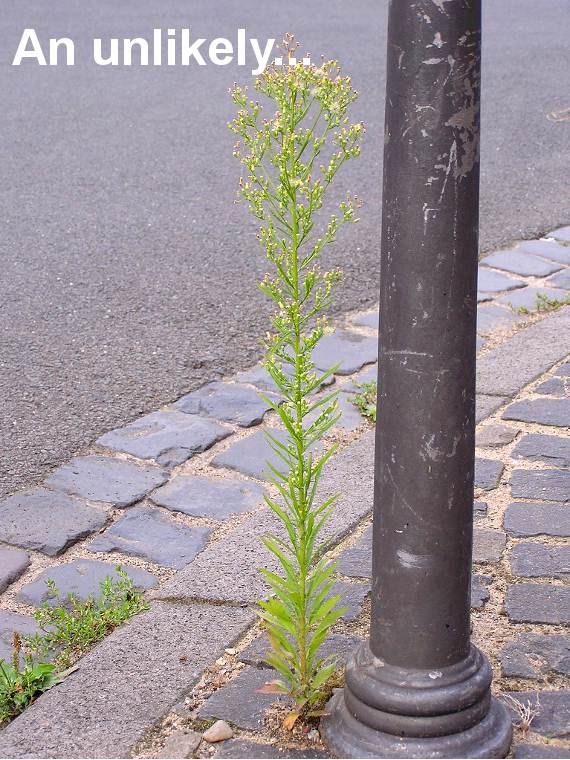 Urban Weeds