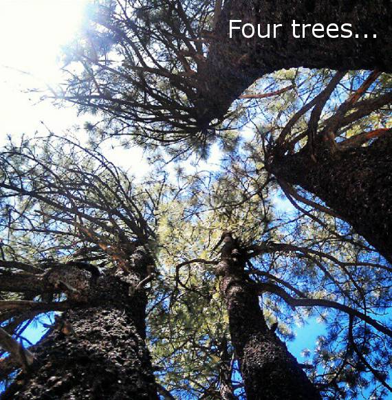 Four Trees from the Same Root