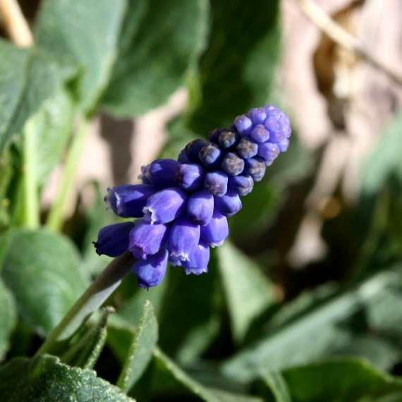Grape Hyacinth Flower