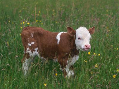 calf-21867222.jpg