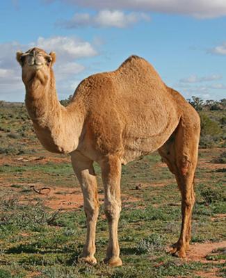 Dromedary Camel