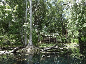 ' chillin ' in the glades...