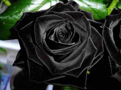  A black rose for every soul