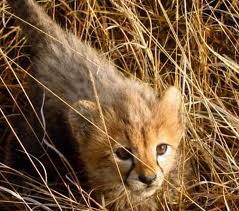 Cheetah cub