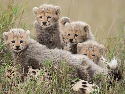 African Cat stars