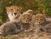 Cheetah family