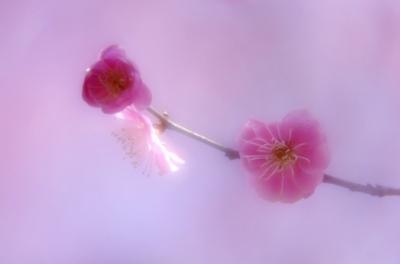 Pink Ume Blossoms - Photo by Orihashi